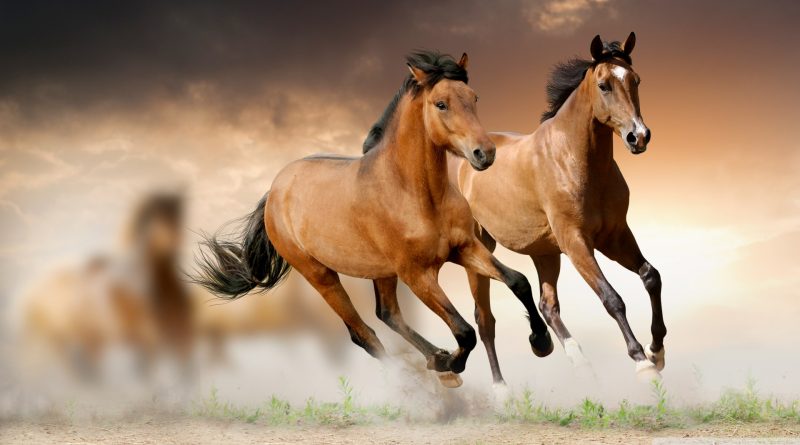 horses-entete
