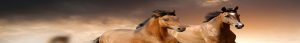horses-tete